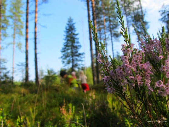 picking-up-blueberries-in-finland-2