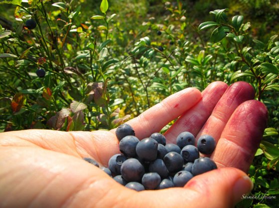 picking-up-blueberries-in-finland-3