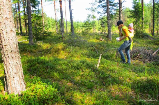 picking-up-blueberries-in-finland-5