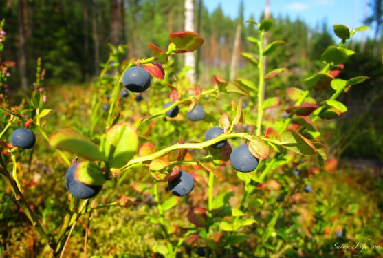 picking-up-blueberries-in-finland-7