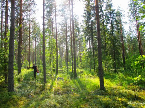 picking-up-blueberries-in-finland-8