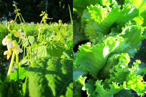 vegetable-garden-2