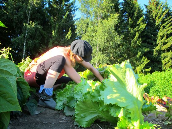 vegetable-garden-4