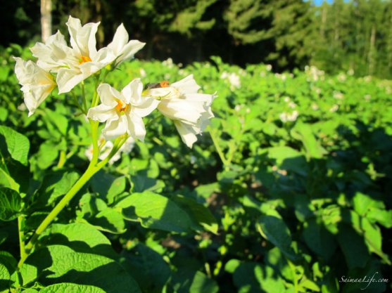 vegetable-garden-5