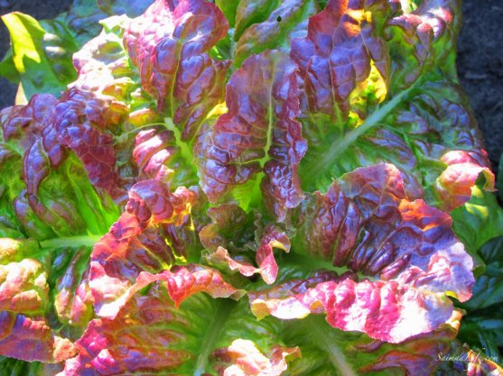 vegetable-garden-6