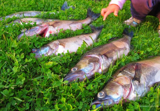 finnish-family-fishing-together-5