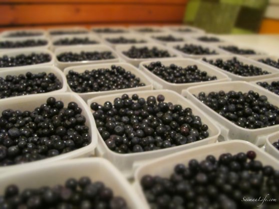 freezing-finnish-blueberries