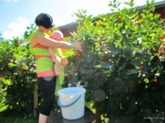 mother-picking-up-red-currants-with-children-1