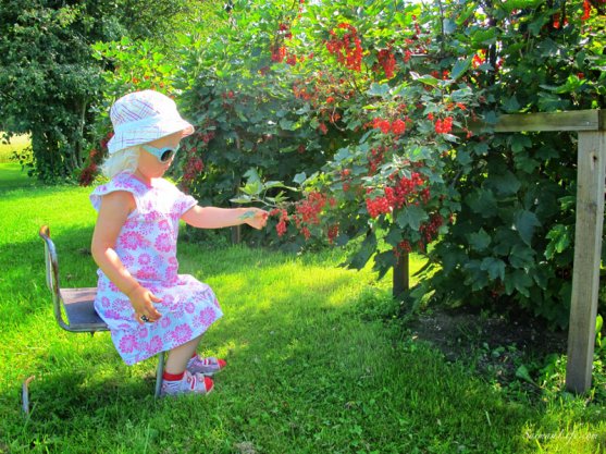 mother-picking-up-red-currants-with-children-2