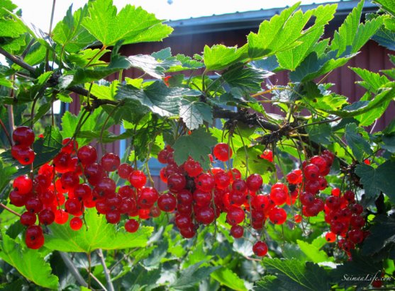 mother-picking-up-red-currants-with-children-3