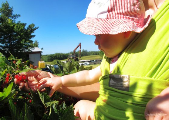 mother-picking-up-red-currants-with-children-5