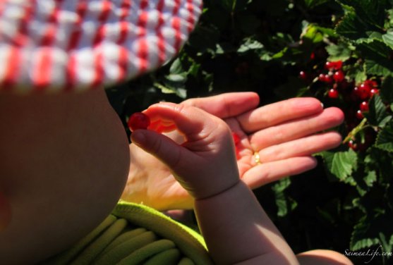 mother-picking-up-red-currants-with-children-6