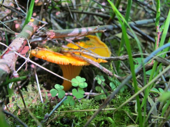 picking-up-finnish-chantarelles-3