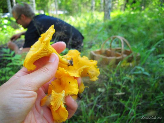 picking-up-finnish-chantarelles-4