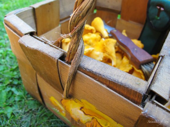 picking-up-finnish-chantarelles-6