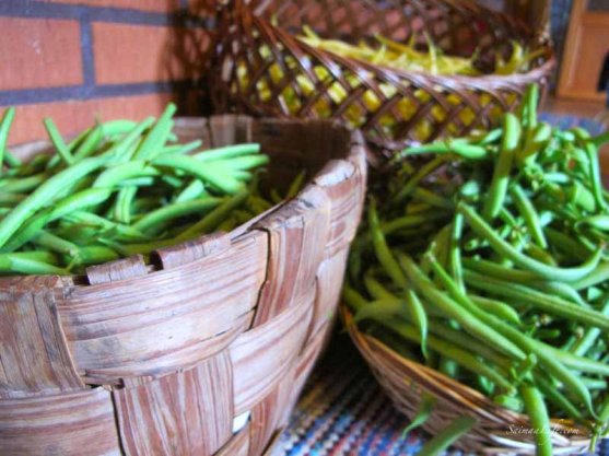 woman-cutting-beans-from-vegetable-garden-1