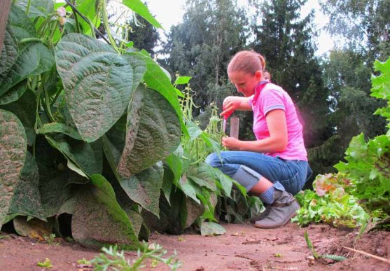 woman-cutting-beans-from-vegetable-garden-4