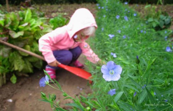 woman-cutting-beans-from-vegetable-garden-5