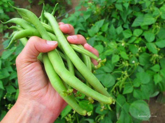 woman-cutting-beans-from-vegetable-garden-6