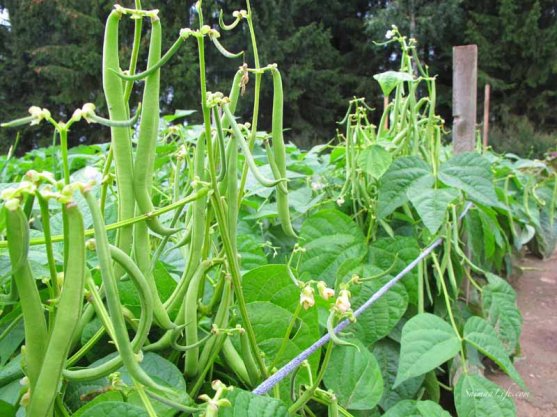 woman-cutting-beans-from-vegetable-garden-7