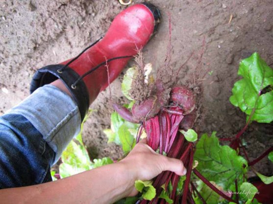 working-in-vegetable-garden-1