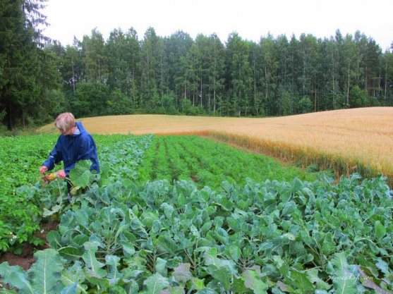 working-in-vegetable-garden-2