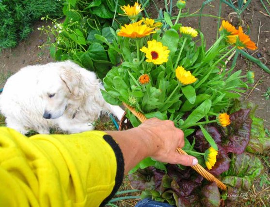 working-in-vegetable-garden-3