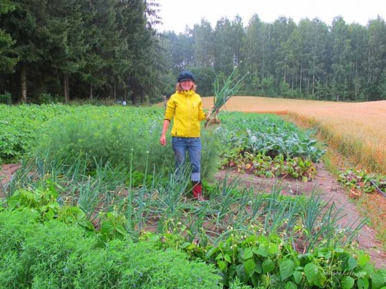 working-in-vegetable-garden-4