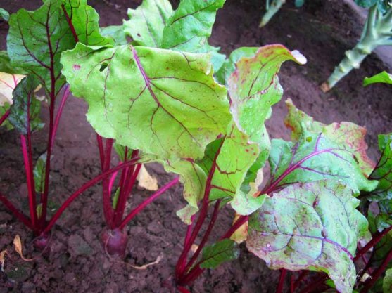 working-in-vegetable-garden-7