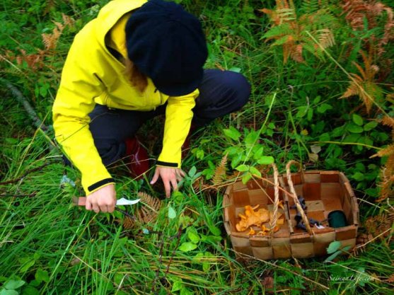 mushroom-trip-in-forest-4