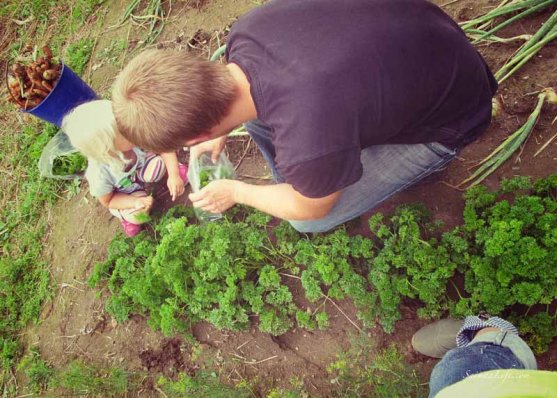 parsley-from-own-vegetable-garden-2