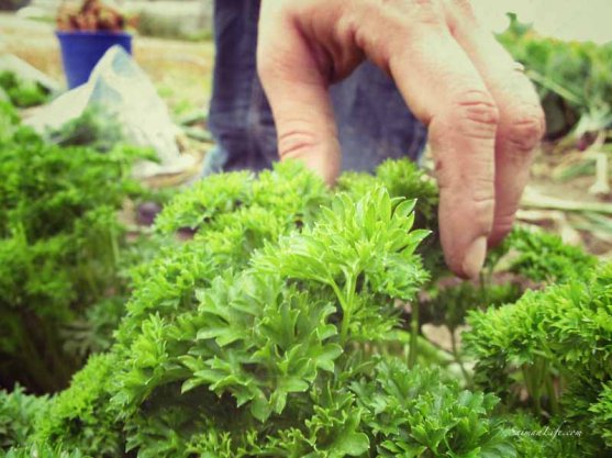 parsley-from-own-vegetable-garden-3