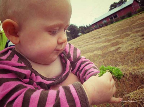 parsley-from-own-vegetable-garden-4