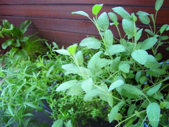 herbs-on-balcony-1