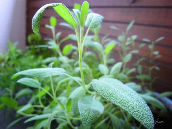 herbs-on-balcony-2