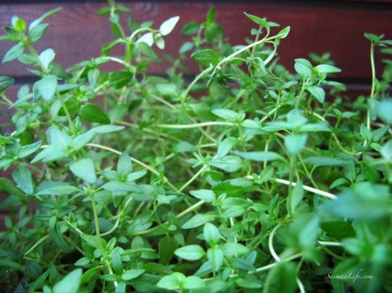 herbs-on-balcony-3