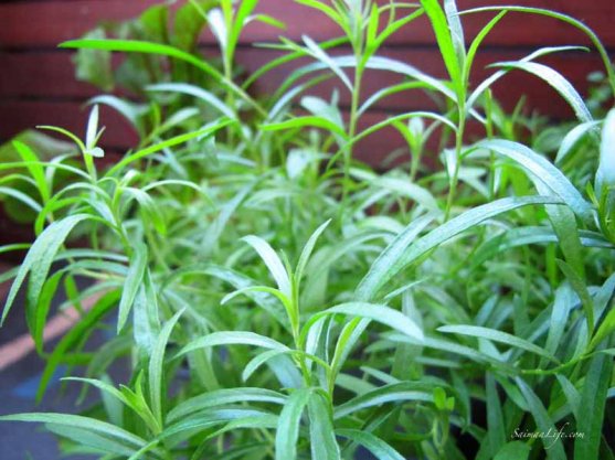 herbs-on-balcony-4