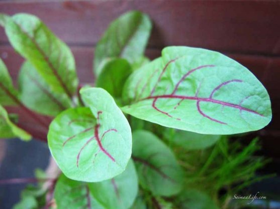 herbs-on-balcony-5