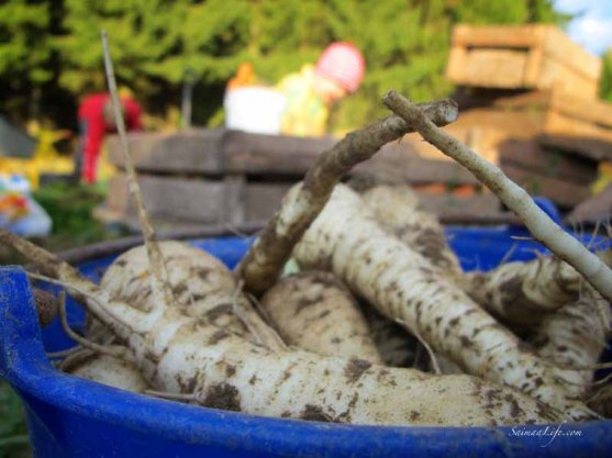 finnish-vegetable-garden-in-autumn-1