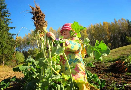 finnish-vegetable-garden-in-autumn-10