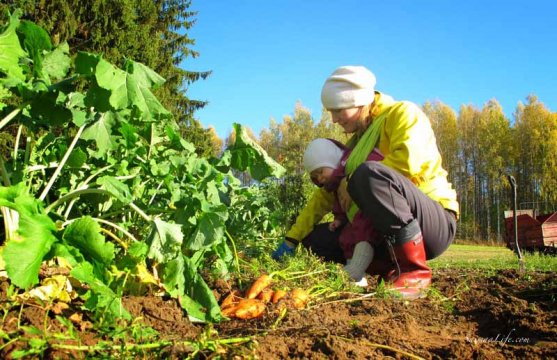 finnish-vegetable-garden-in-autumn-11