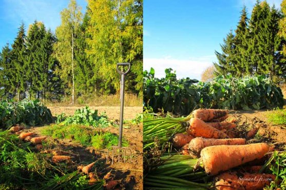 finnish-vegetable-garden-in-autumn-12