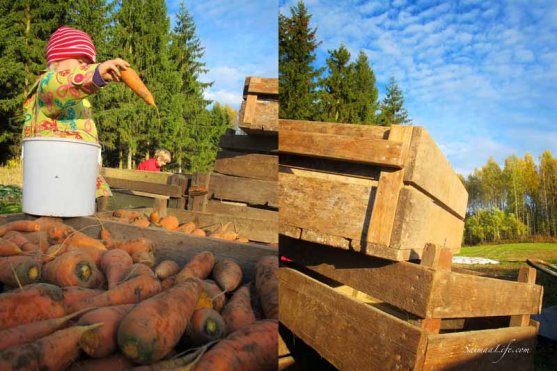 finnish-vegetable-garden-in-autumn-13