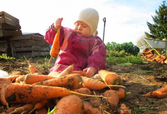 finnish-vegetable-garden-in-autumn-2