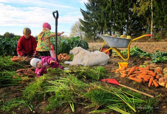 finnish-vegetable-garden-in-autumn-3