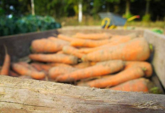 finnish-vegetable-garden-in-autumn-4