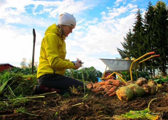 finnish-vegetable-garden-in-autumn-5