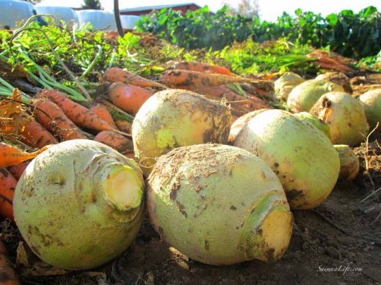 finnish-vegetable-garden-in-autumn-6