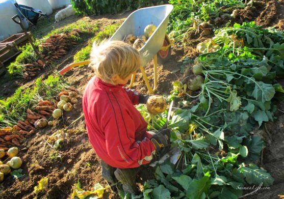 finnish-vegetable-garden-in-autumn-7