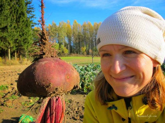 finnish-vegetable-garden-in-autumn-9